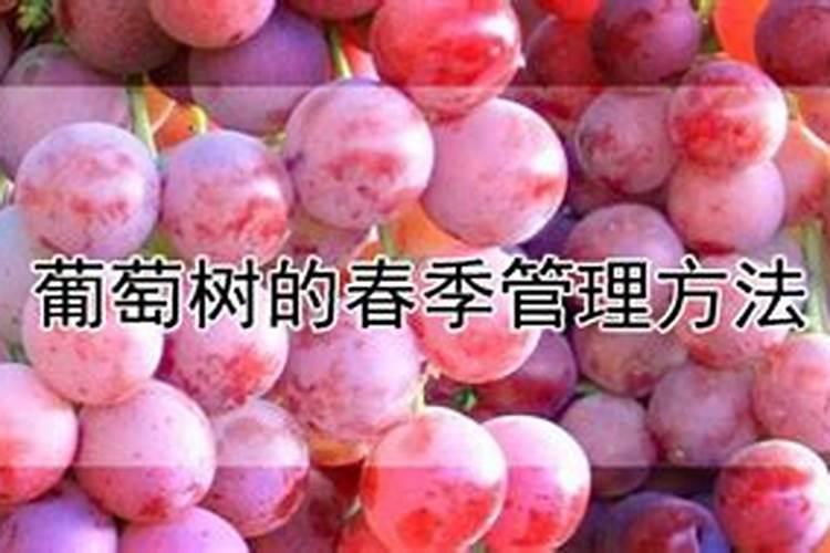 葡萄早春施肥方法