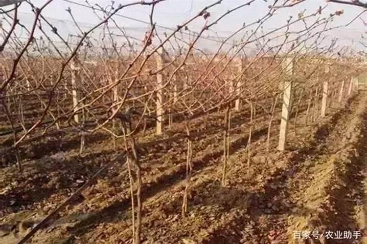 葡萄开花后施什么肥葡萄开花后怎么施肥