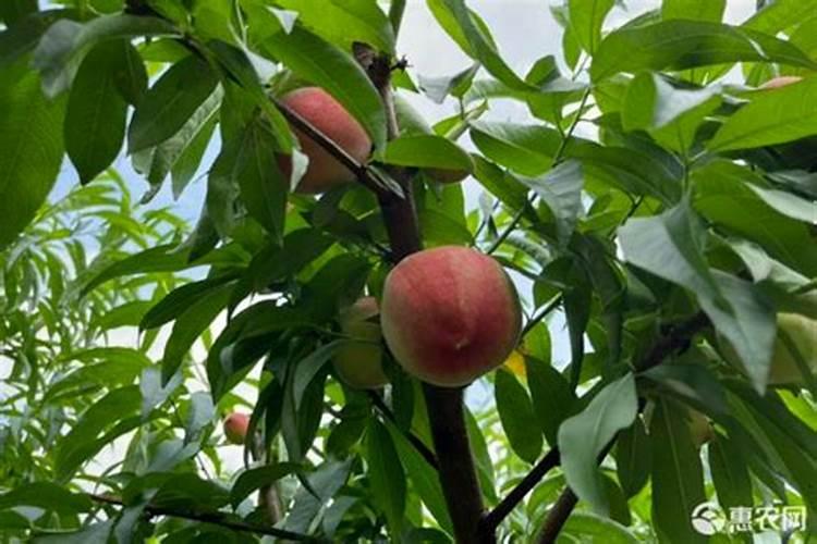 桃树上什么肥料果大？