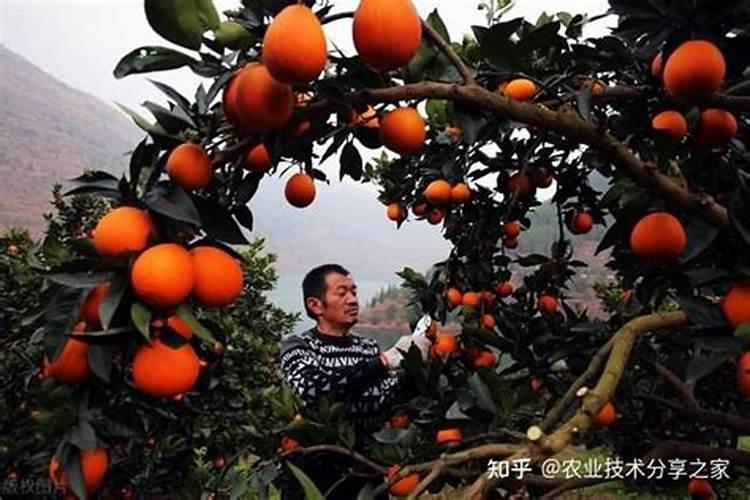 果实膨果上色,为啥需要高磷高钾类的肥料？