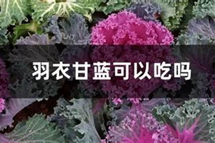 甘蓝枯萎病如何解决