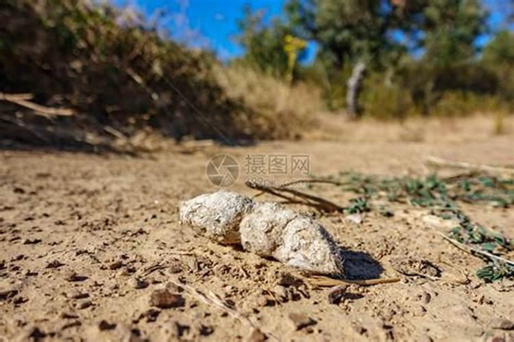 为什么要用粪便去给蔬菜施肥