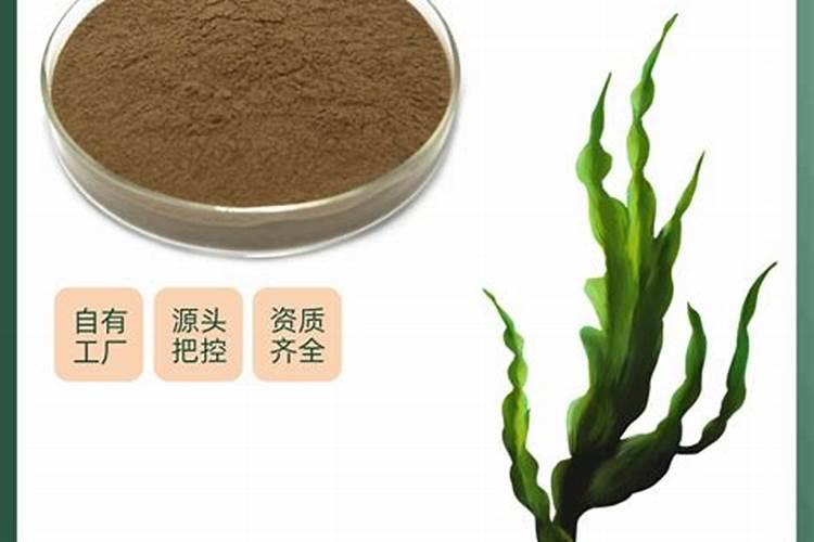 海藻精自制发酵方法