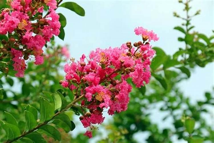 紫薇花怎么施肥,八种方法让紫薇花开的更绚丽