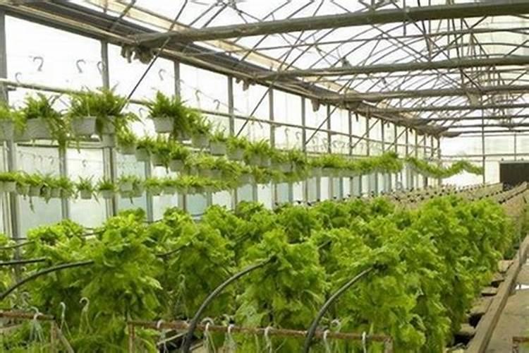 大棚芸豆苗期喷什么叶面肥什么药