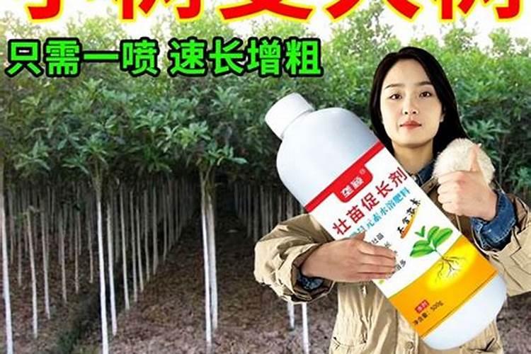 让树木快速生长的肥料 树木施肥方法