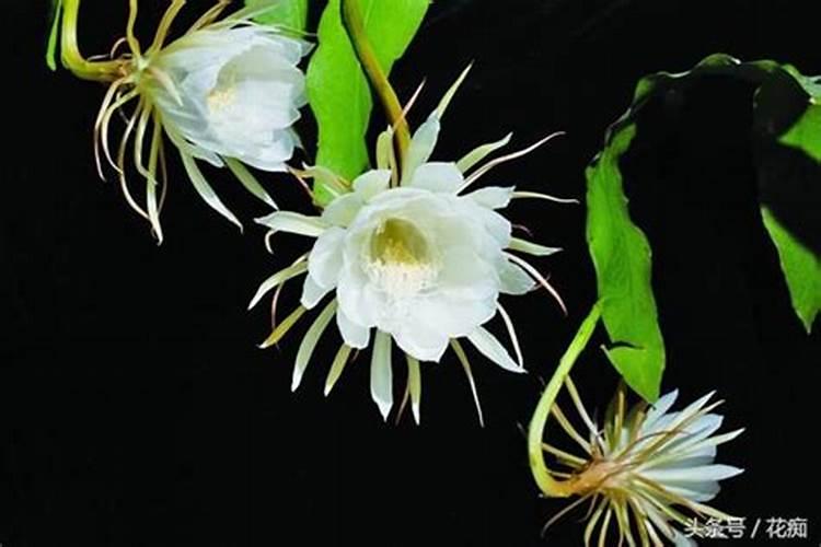 昙花长花蕾的时候可以施肥吗