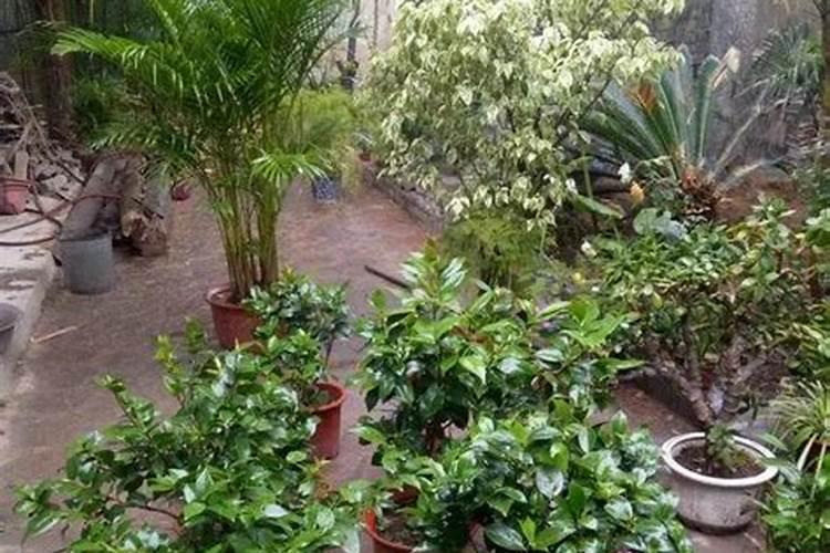 茶花要施什么肥