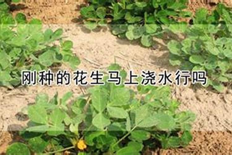 杨梅在幼果期、膨大期、转色期用什么肥料作根灌浇水有效果？