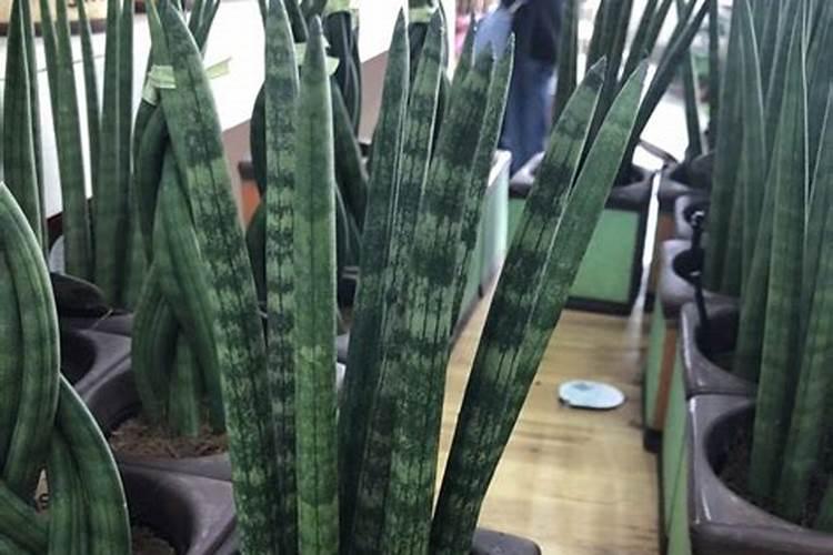 夏季虎皮兰如何施肥芽儿长得粗又壮