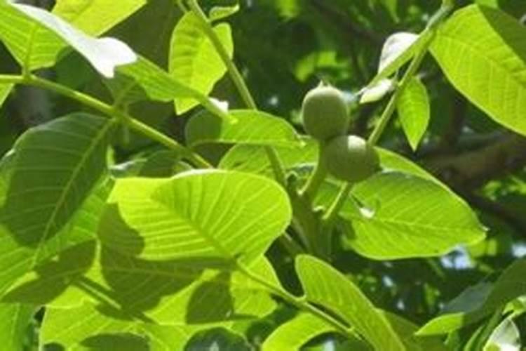 核桃树褐斑病用哪种杀菌剂好