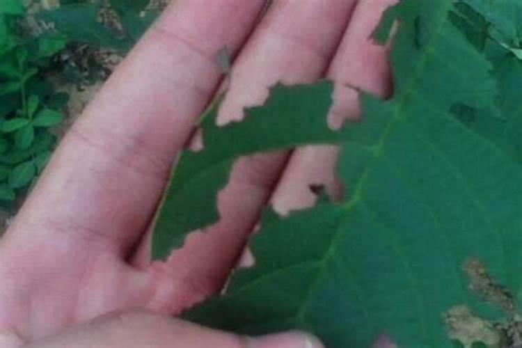核桃树黑斑病的专用药