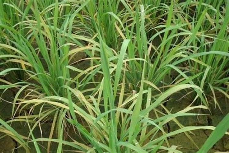 氯化铵有毒吗？深度剖析其特性与安全隐患