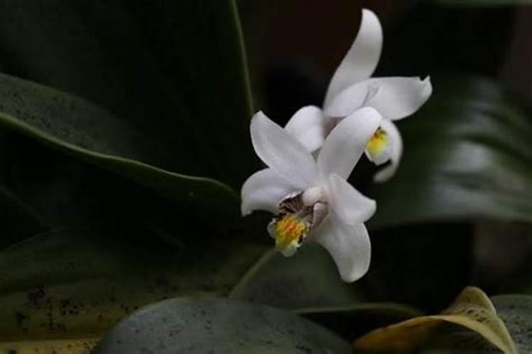 有谁知道浙贝的习性和种植技术及种植时间啊？