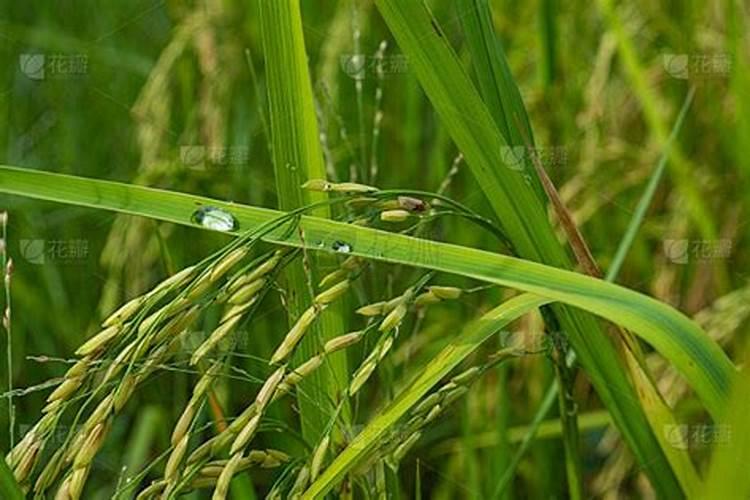 水稻红叶是什么病,该用什么药？