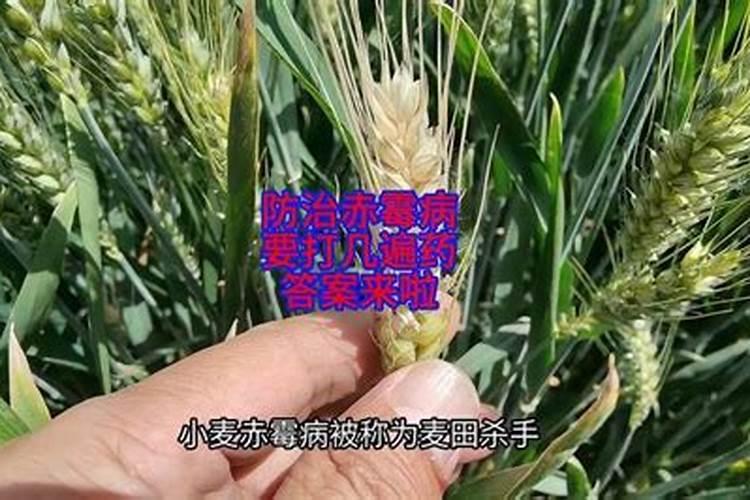 小麦打什么药高产
