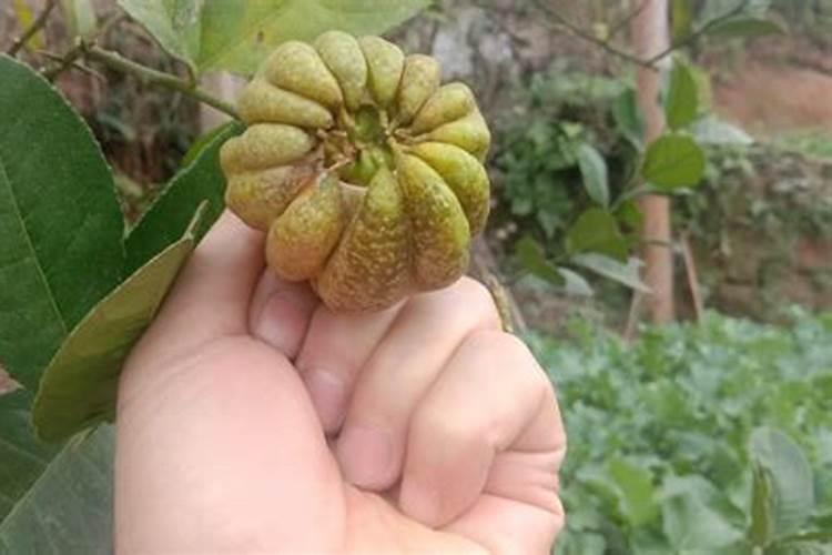 硅肥的作用及使用方法