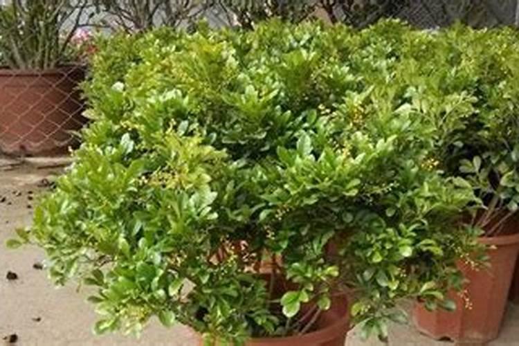 高锰酸钾可以当做钾肥施用,让植物更健壮吗