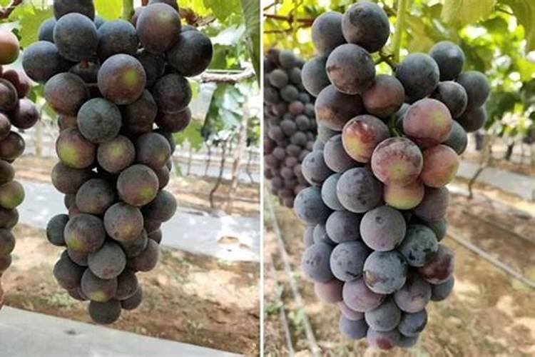 龙血树可以浇啤酒吗