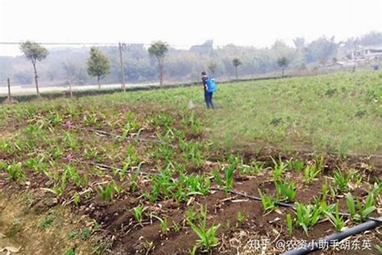 怎么选植物不容易死？