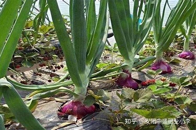 洋葱如何施肥