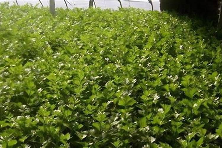 芹菜施什么肥好