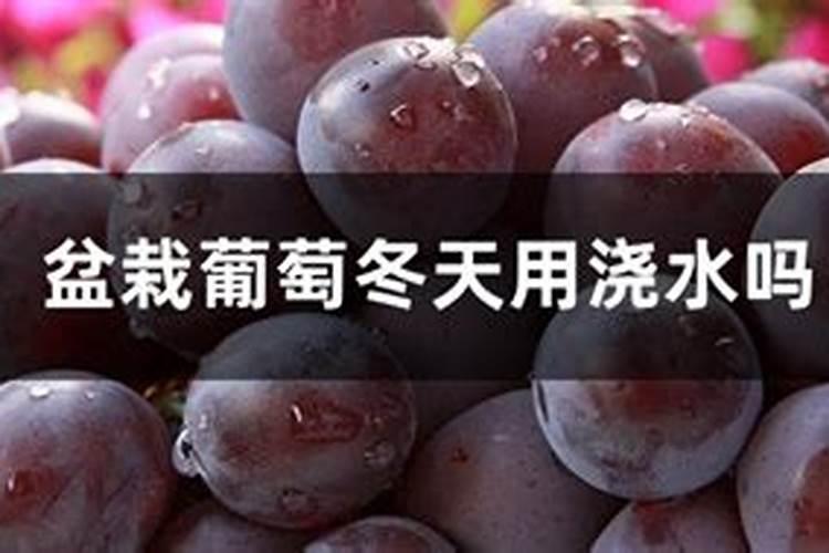 家庭种植葡萄树入冬前是否需要施肥？施什么肥？如何施肥？