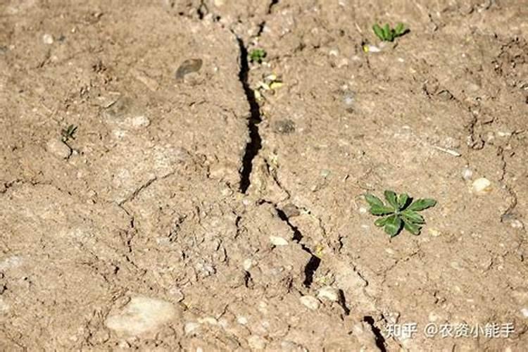 水稻用对于盐碱地硫酸钾好还是氯化钾好