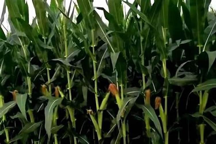 种植油菜该怎么施硼肥？