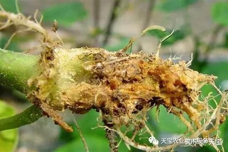 钙肥种类那么多,你知道哪些？