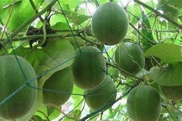 植物营养微量元素有哪几种？
