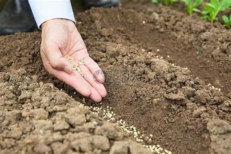 生物菌肥如何与化肥配合施用？