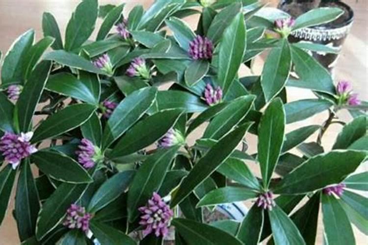 磷酸二氢钾适合哪些花卉使用