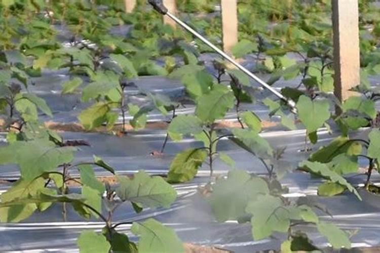 茶水可以浇花吗？
