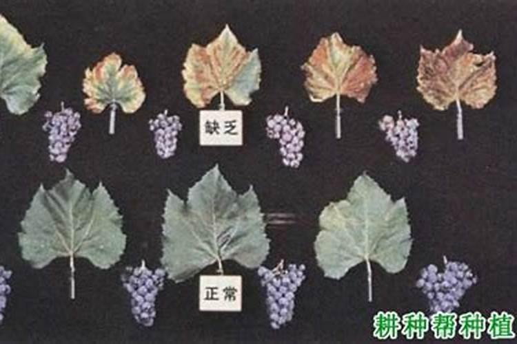 秋肥到底该如何选？高氮、平衡、高钾各有什么差别？