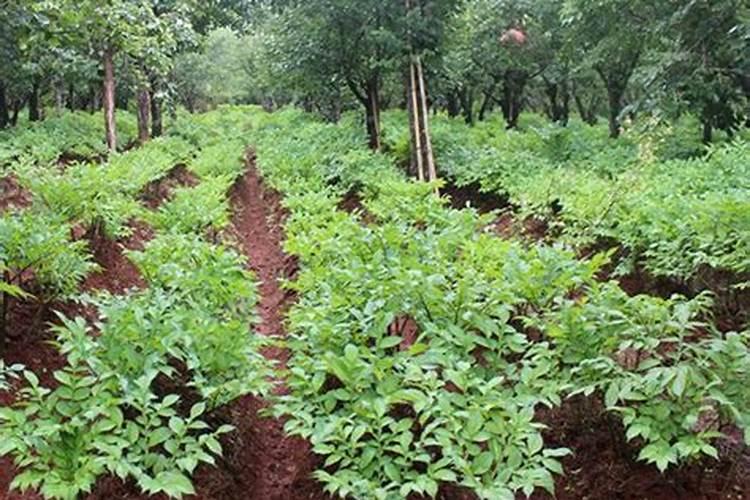 1亩魔芋种植利润分析