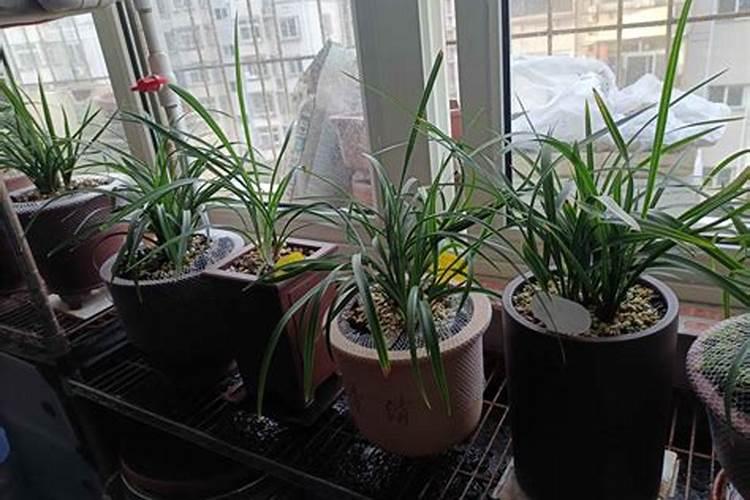 尿素做叶面肥该怎么用呢？