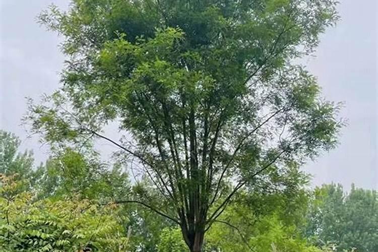 金丝国槐树树叶都变黄,树枝叶子全部掉落,这是种什么病因,求告知。百 ...