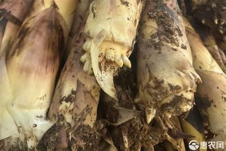 卡琪花蒂玛的功效