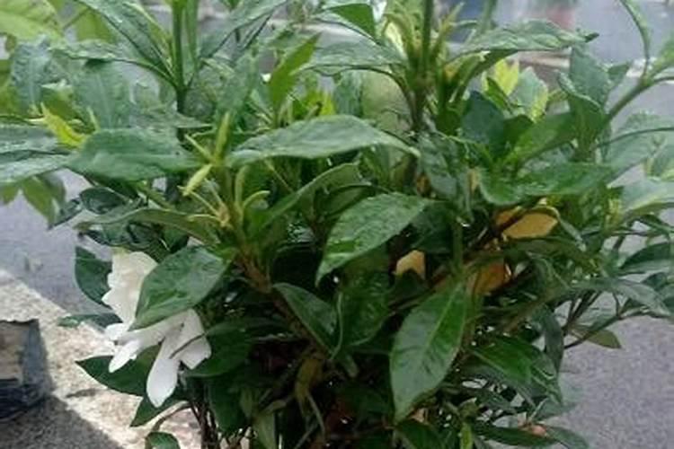 栀子花怎么施肥
