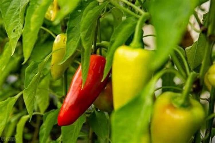 种辣椒用什么肥料比较好