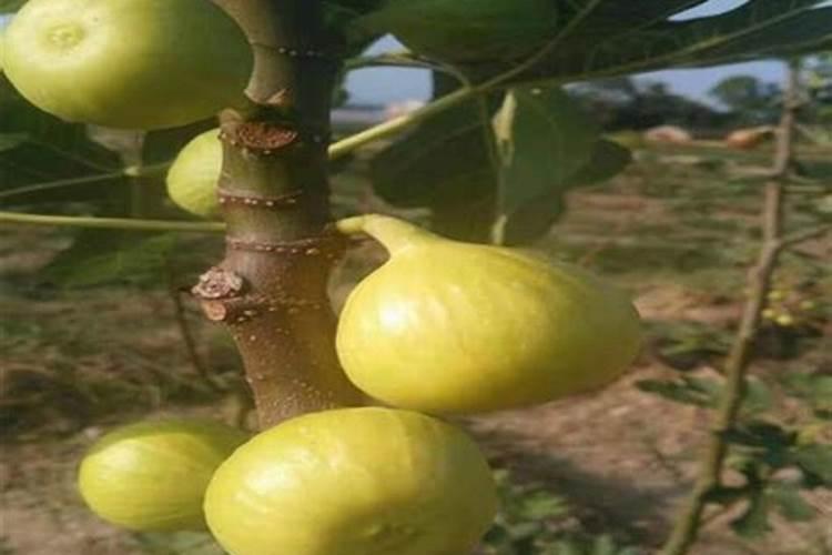 无花果结果期间施什么肥