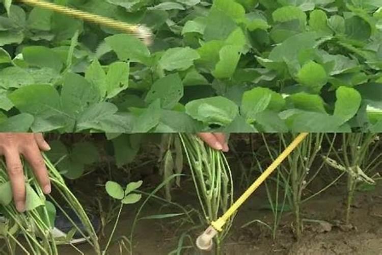 瓜硼过剩的症状和原因怎样进行防治？