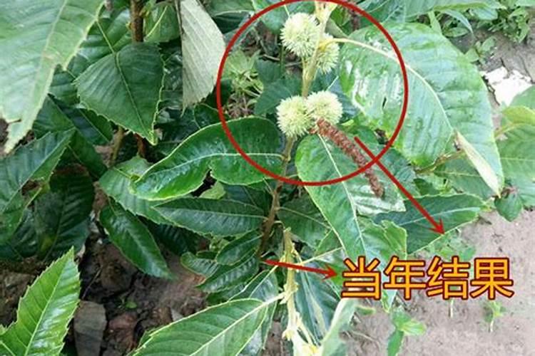 栗子树的幼苗管理方法