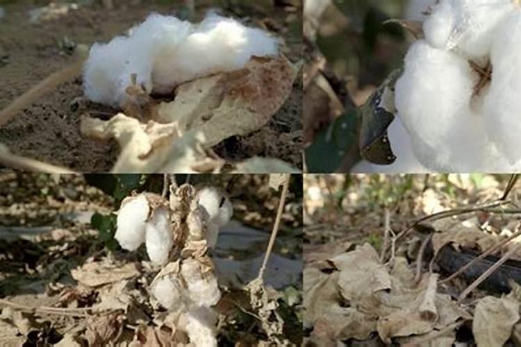 棉花中后期用什么肥料好 可以施加复合肥吗