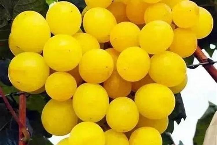 种植阳光玫瑰葡萄时,需要施什么肥呢？