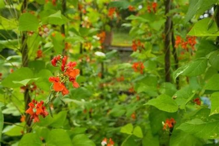 芸豆喜欢什么叶面肥