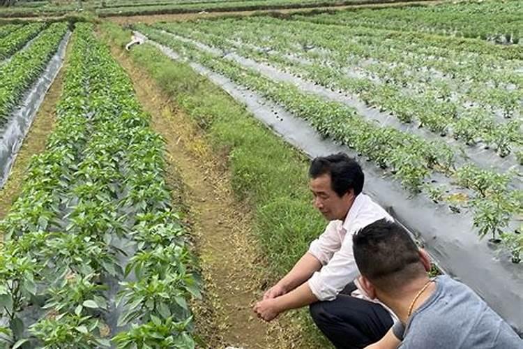 辣椒需要什么肥料