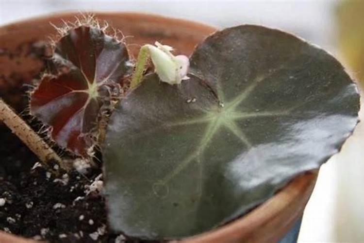 怎样给海棠施氮肥