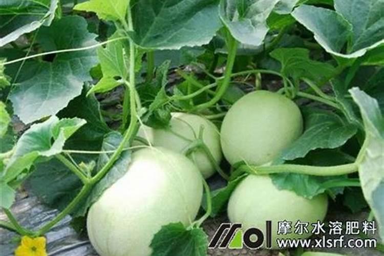 种香瓜用什么肥料最好